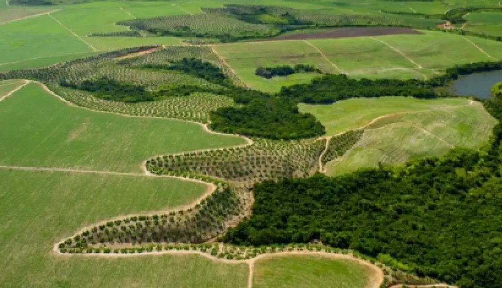 Área rural com faixas de reflorestamento entre lavouras