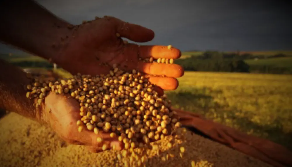 Mãos segurando grãos de soja colhidos